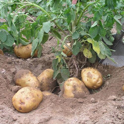 土豆真的长在土里哦!