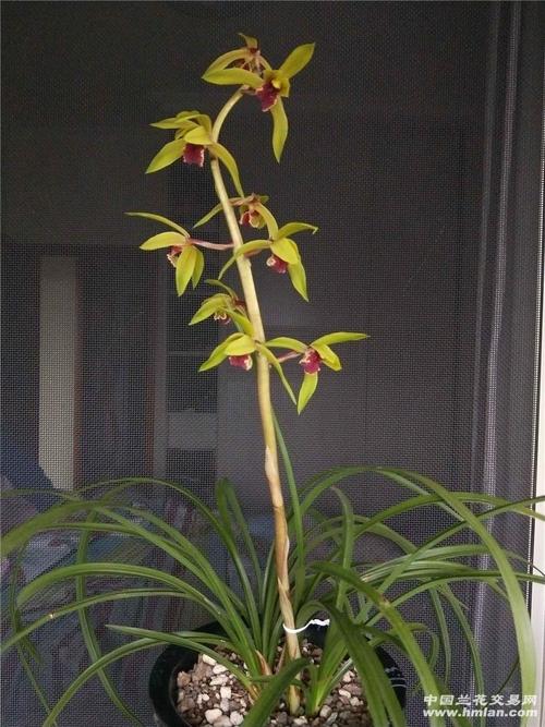 蕙兰红舌再次开花-很有气势,很漂亮!