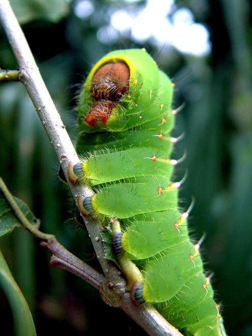 毛毛虫昆虫特写高清图片 素材中国16素材网