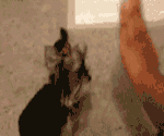 猫咪跟主人玩拍手gif表情gif表情包gif