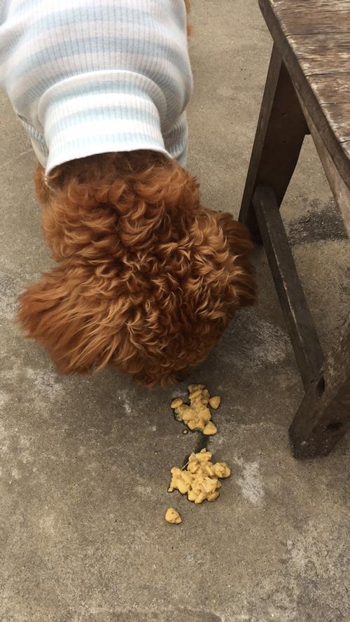 狗民知道_狗民网