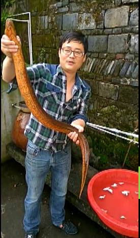 惊悚!怀化惊现巨型黄鳝形似巨蟒,重4斤多