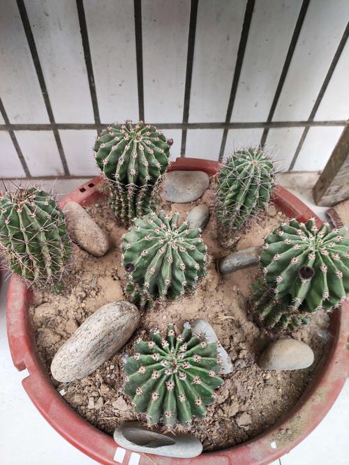 我的白草球,从红枣般大小,养到这莫大!今年花骨朵不少!期待开花!