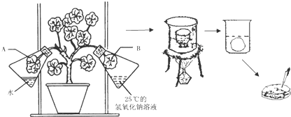 小明为了探究光合作用设计了一个实验如图①把盆栽的天竺葵放在黑暗处
