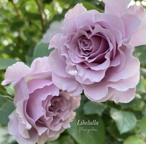 切花月季蜻蜓的优缺点分析～_月季_日本_秋天去哪玩_家居家装_家居