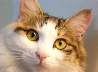 这是琥珀色眼睛的猫猫,很可爱