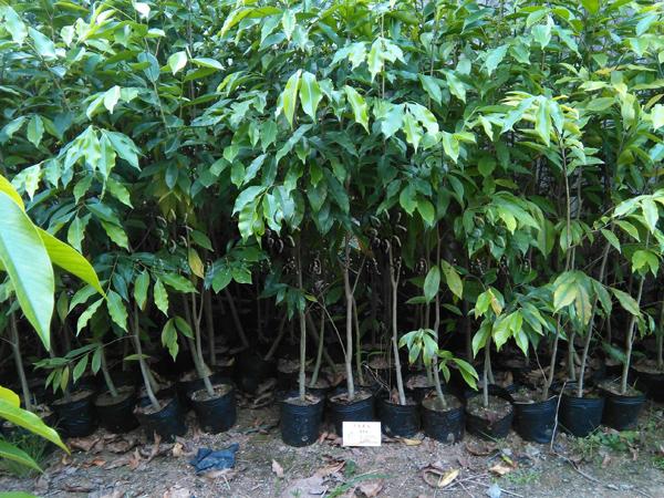 三,桢楠树的价值桢楠树是一种绿化苗木,它的株形优美,叶色常绿,适合