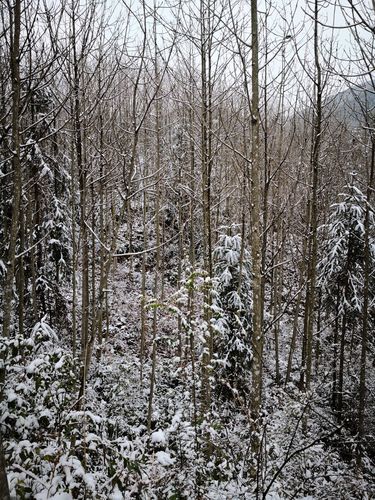 一片厚扑林,树干之直,树根覆雪,一派纯洁正直的样子,让人顿生感悟.