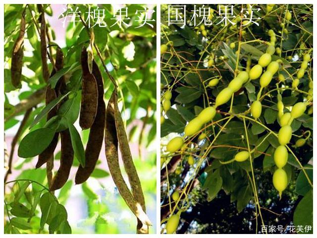 洋槐果实和国槐果实