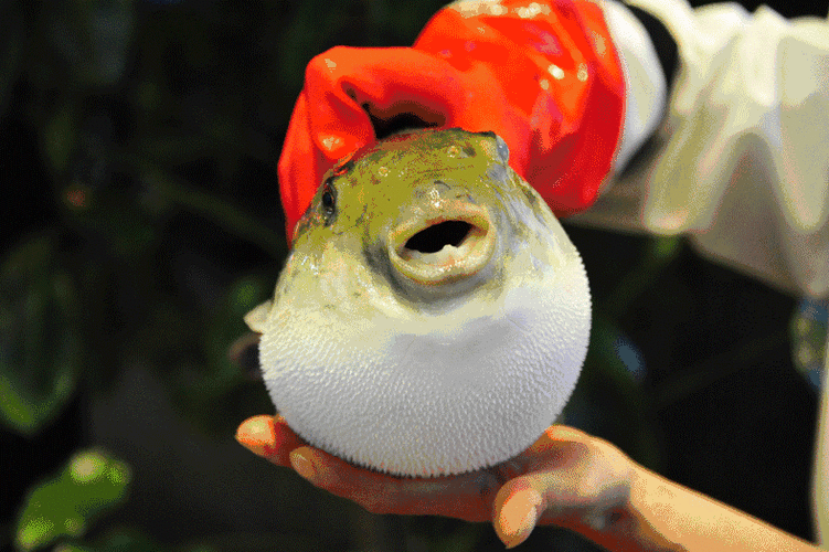 尝鲜再也不用拿命拼,国家认证的无毒河豚,让你想吃多少就吃多少!