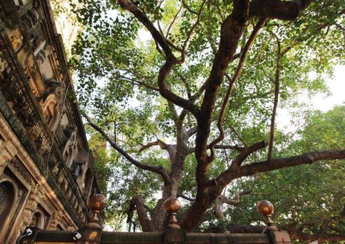 全球佛教信徒最向往的菩提树,释迦牟尼在此悟道,终日香火不断