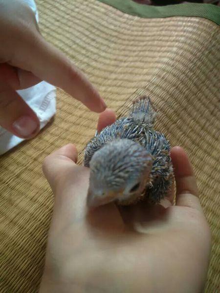 我买的小鹦鹉才满月,小太阳鹦鹉多大时可以不用保温箱