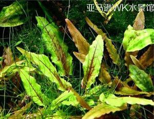 鱼缸造景活体 椒草前景草 绿温蒂椒草水中叶中景草淡水懒人水族箱