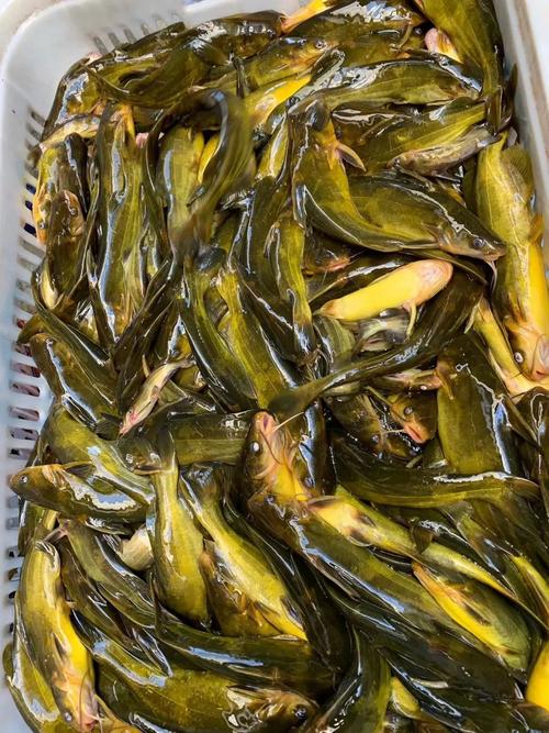 1万多斤鱼卖一周!黄颡鱼陷入有价无市困局