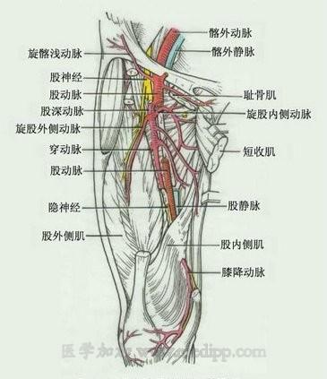 转载:股动脉穿刺
