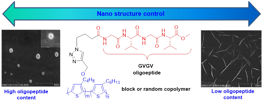 这是国际上  第一例通过侧链调控实现聚噻吩纳米结构完全转变 的报道.