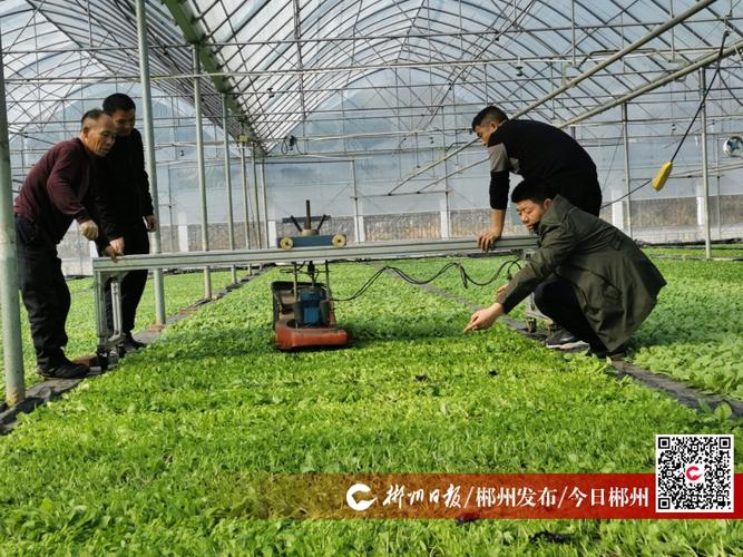 新春走基层|烟苗生长来势好 抢时剪叶壮根茎