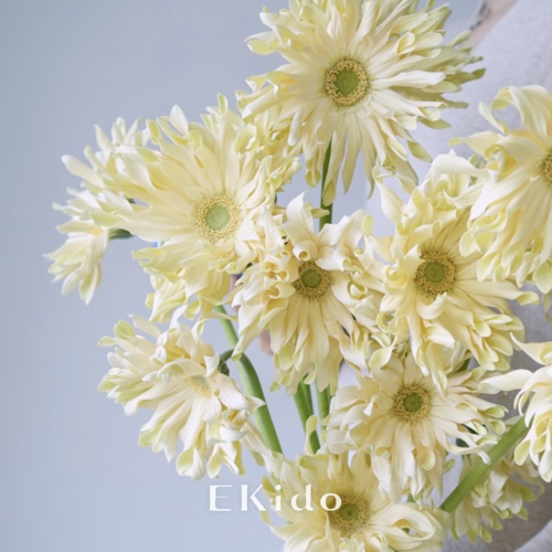 卷边拉丝弗朗花扶进口毛边奶油非洲菊云南昆明鲜花速递同城