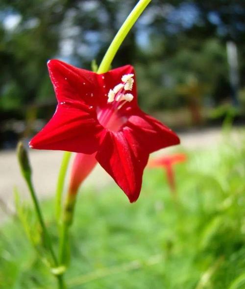 八一建军节五星花