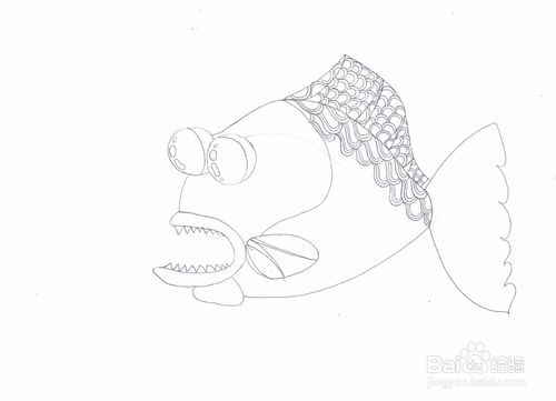 海底石头鱼(石斑鱼)