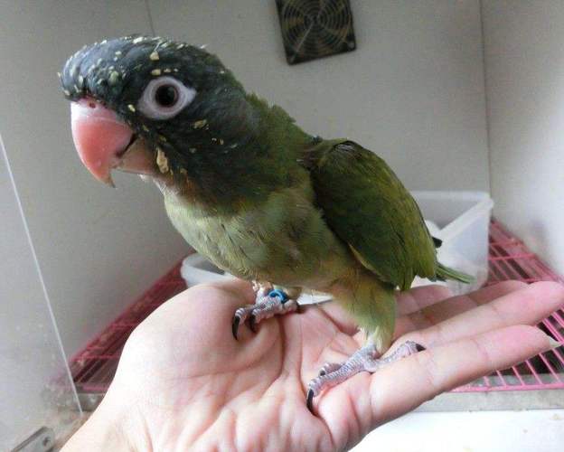 圣塔伦锥尾鹦鹉