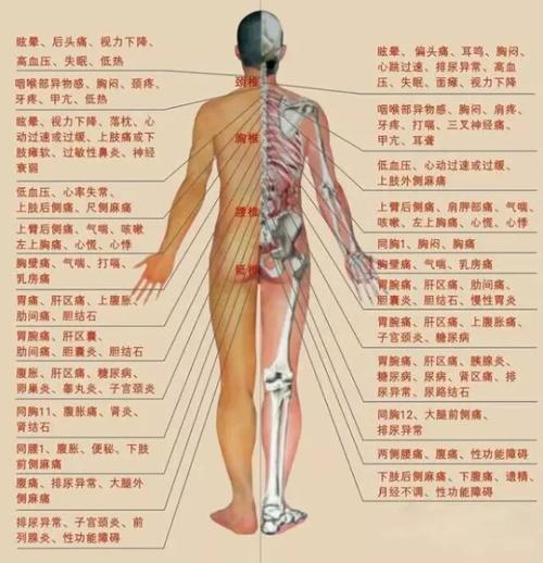 左边为心右为肝, 下面左脾右是胆,再下左胃右小肠, 臀上左肾加膀胱