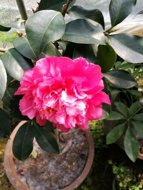 花之极品 超级赛牡丹茶花