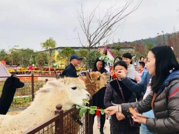 这个假期带孩子来十里莲江 圆孩子去一次动物园的梦 趣味赛车  这里