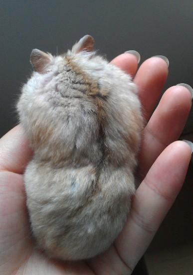 仓鼠最大的,黄色的,背上有一条棕色线的是什么品种?