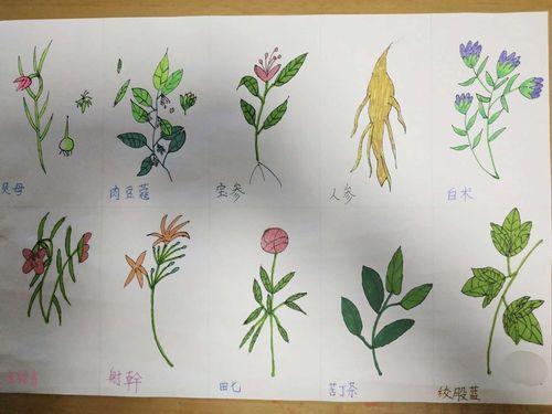 孩子们纷纷拿起画笔,通过实践,绘制出一幅幅中草药作品,绘出了对