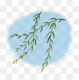 清明节柳枝柳树枝芽