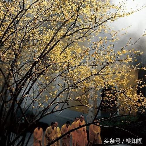 摄影师深入佛门九年拍出绝美的意境图据说有人看后出家了