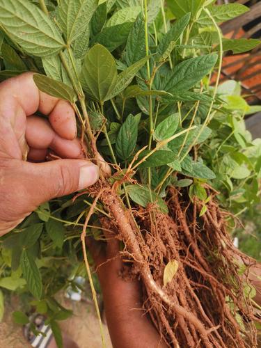 千斤拔种子 2021年千斤拔地苗