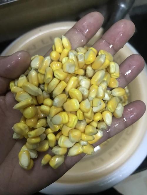 「自制鱼饵」大鱼克星——老玉米发酵窝料