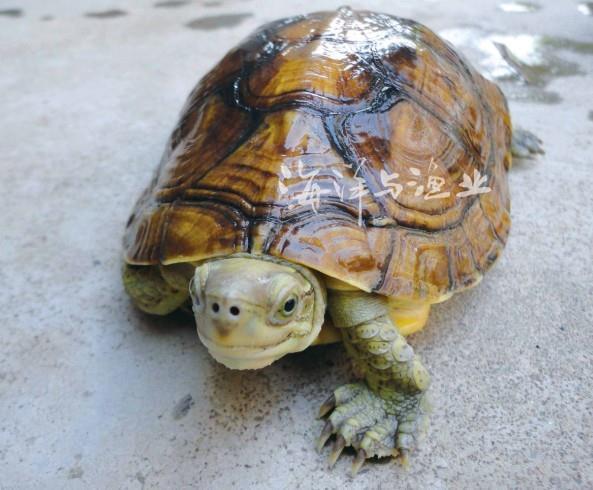 八大珍稀名龟鉴赏