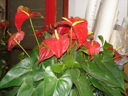 滴水观音图片开花