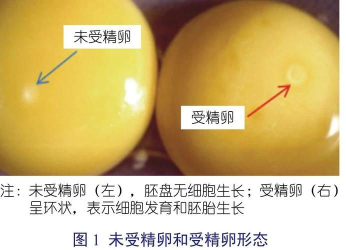 通过评估未出雏的种蛋来评估孵化是否成功