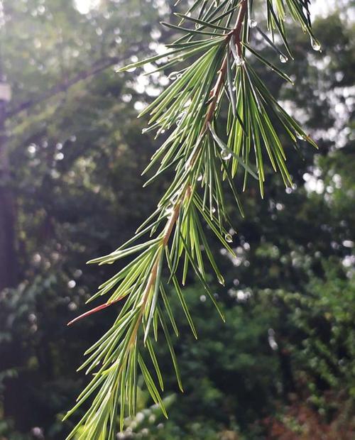 雪松上挂着水珠