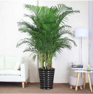 散尾葵凤尾竹大型植物室内盆栽绿植花卉办公室四季常青 南京送货