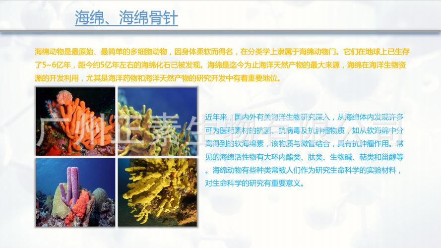 海绵骨针,海绵微针,水解海绵,海藻矽针加速老化角质层脱落