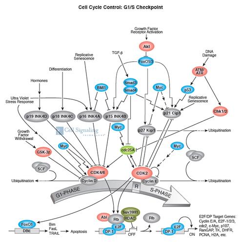 cst&biofriend cst信号通路研究进展-儿研所