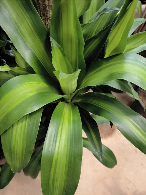 巴西木生产基地报价 室内盆栽 巴西木养殖方法 巴西木