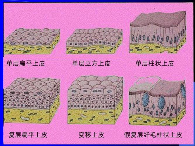 组织胚胎学课件-上皮组织 单层扁平上皮 单层立方上皮 单层柱状上皮