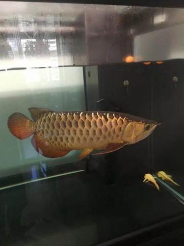 自养金龙鱼转手出售