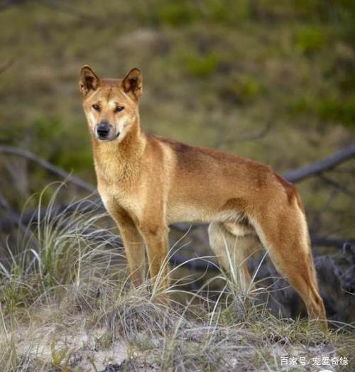此犬种看似田园犬,实际却是凶猛如兽,政府下令,每天屠杀2万只