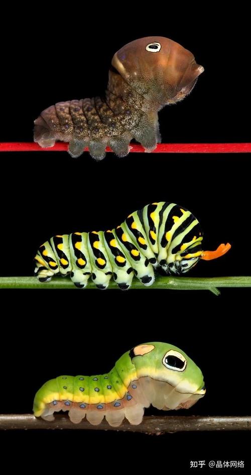 搬运毛毛虫写真集