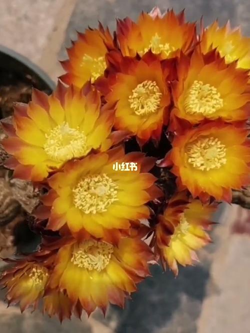 仙人球丽花球属黑斜子_仙人掌_多肉植物_多肉控_家居家装_家居装饰