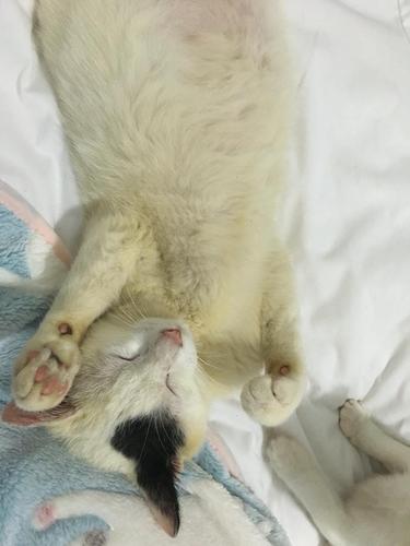 猫咪白毛变黄怎么办.