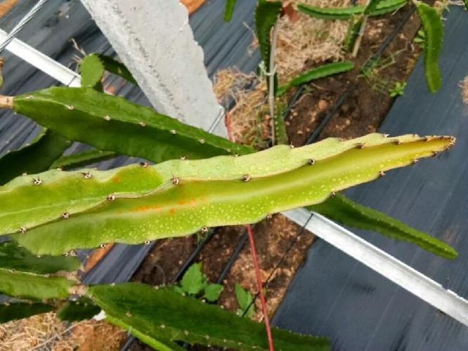 最低温7℃(霜)时,防护与不防护的火龙果枝条对比.