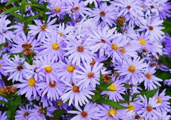 新疆漫山遍野的淡紫色野菊花--紫菀